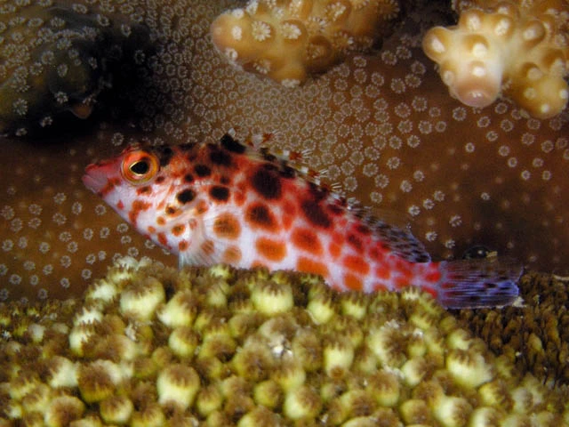 Prikket høgfisk (Cirrhitichthys aprinus)